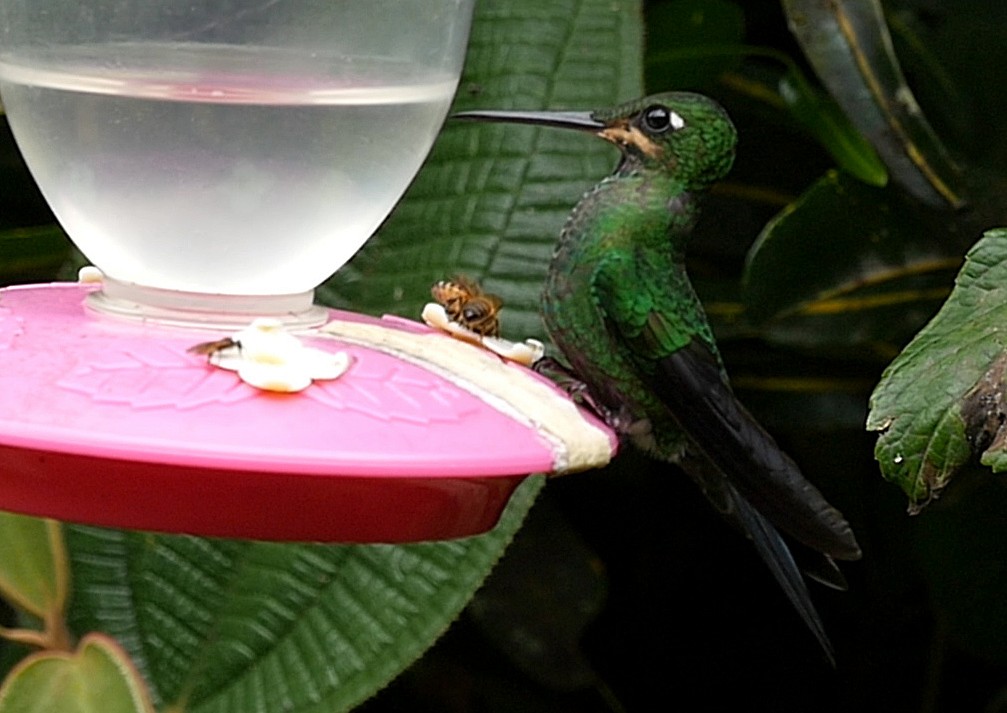 kolibřík subtropický - ML205051761