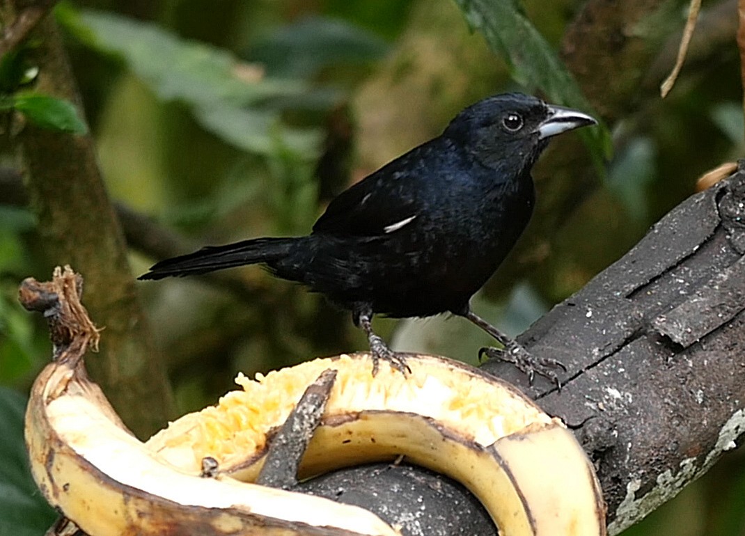 White-lined Tanager - ML205051791