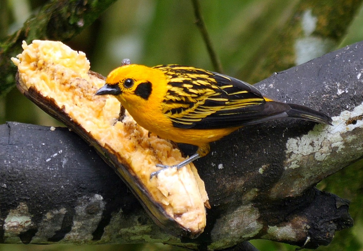 Golden Tanager (aurulenta Group) - ML205051801