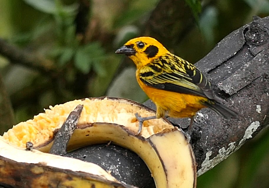 Golden Tanager (aurulenta Group) - ML205051811