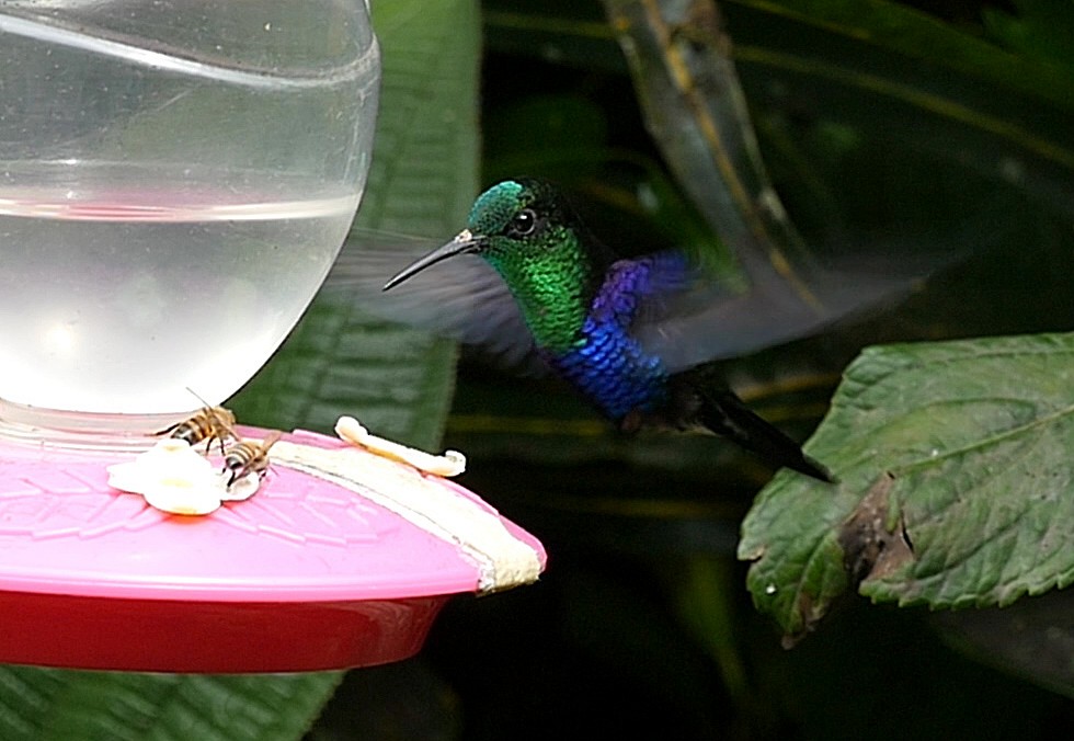 kolibřík vidloocasý [skupina fannyae] - ML205051831