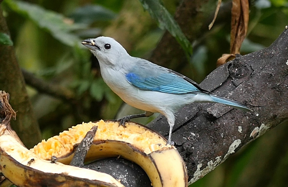 Blue-gray Tanager (Blue-gray) - ML205051841