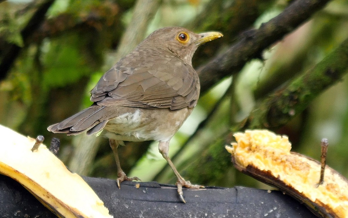 Ecuadorian Thrush - ML205051851