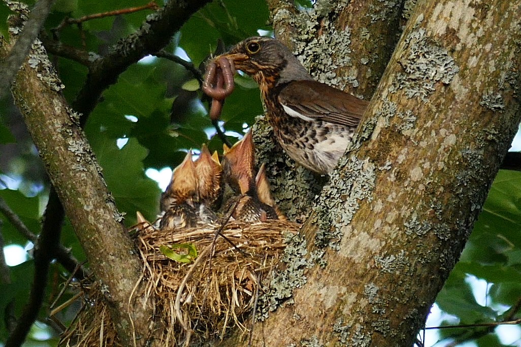 Fieldfare - ML205051881