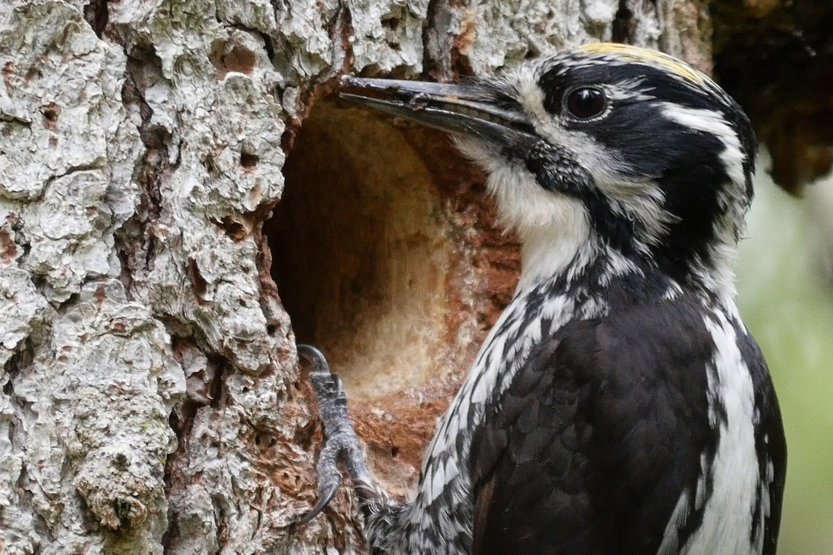 Eurasian Three-toed Woodpecker (Eurasian) - Josep del Hoyo