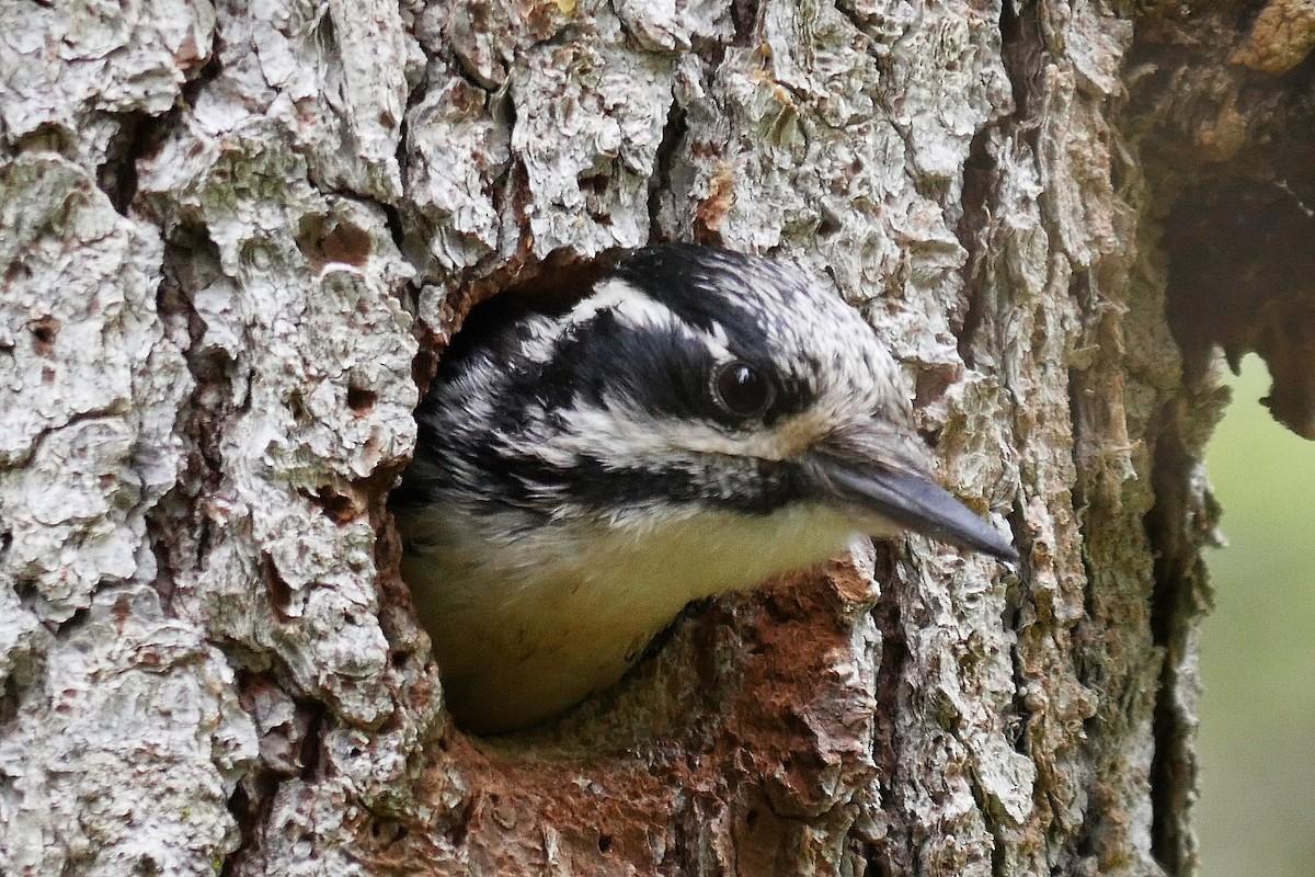 tretåspett (tridactylus gr.) - ML205051901