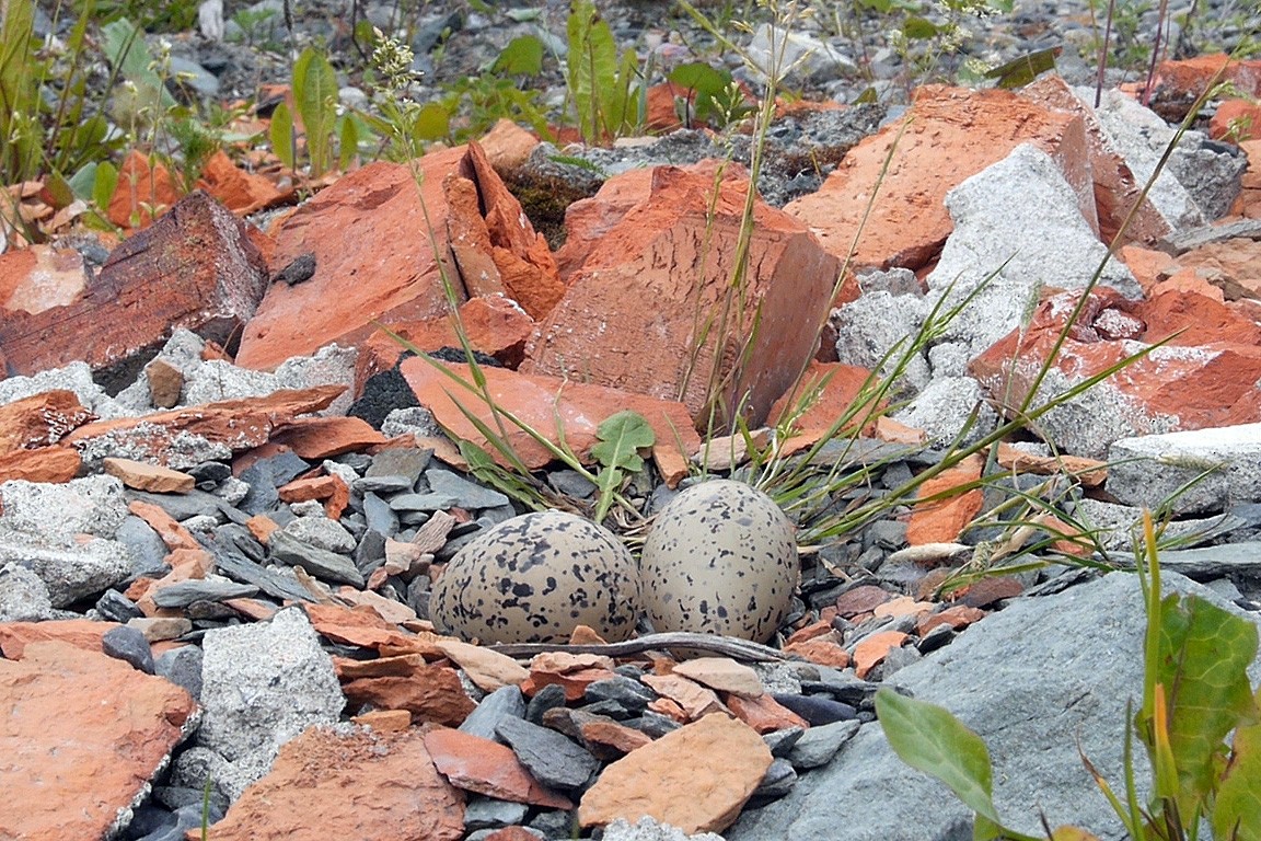 Eurasian Oystercatcher (Western) - ML205051911