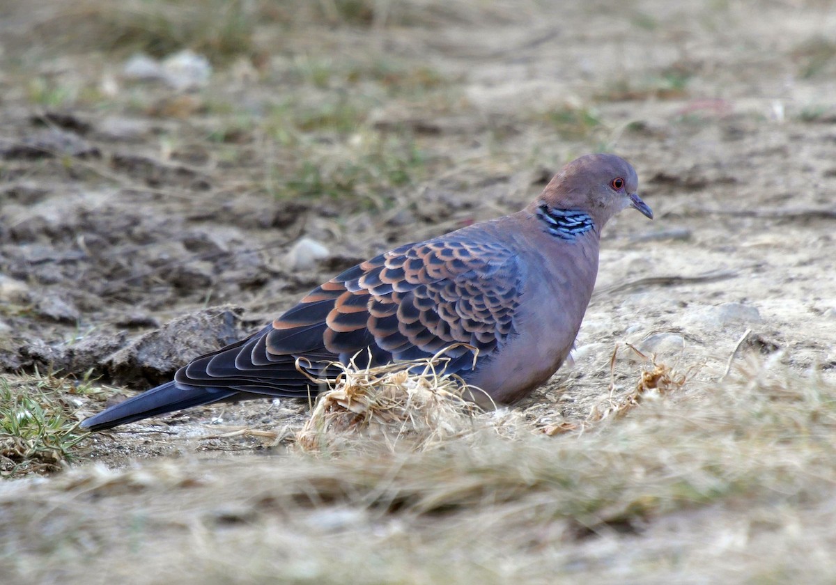 Oriental Turtle-Dove - ML205052041