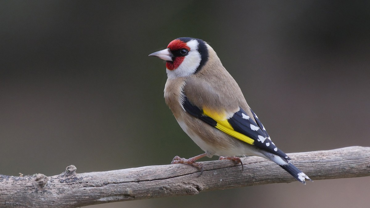 European Goldfinch (European) - ML205052061