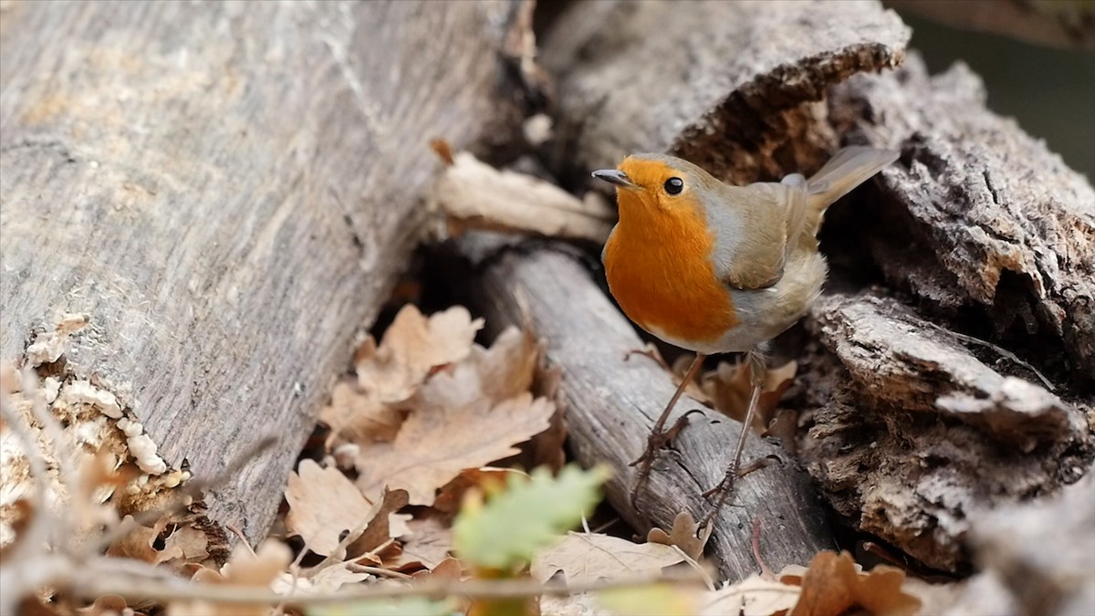 European Robin - ML205052091