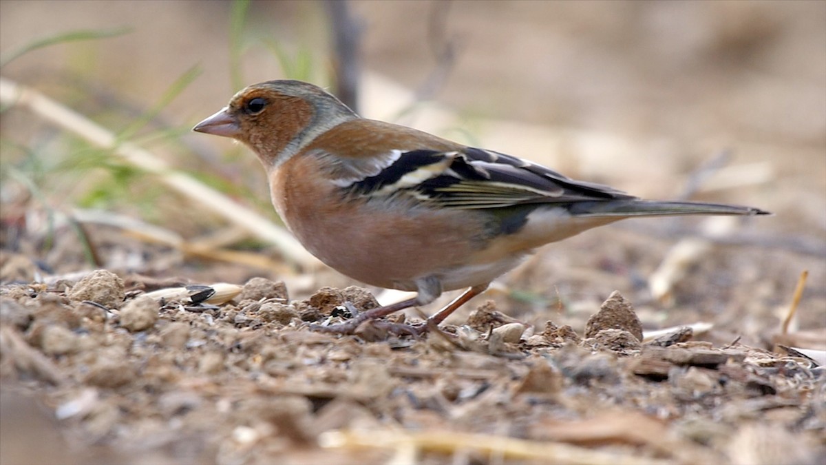 Common Chaffinch - ML205052101