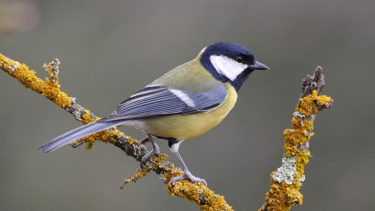 Great Tit (Great) - ML205052131