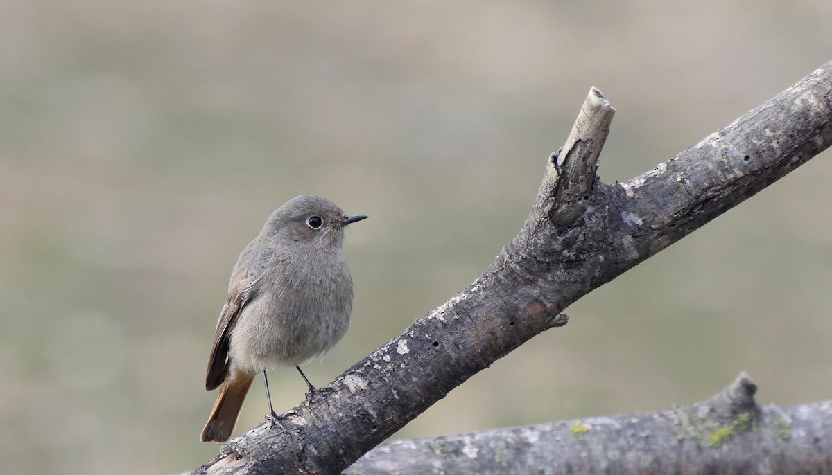 Black Redstart (Western) - Josep del Hoyo