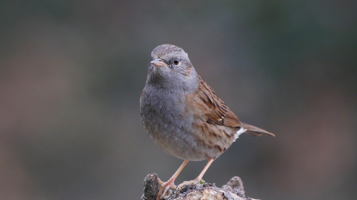 Dunnock - ML205052151