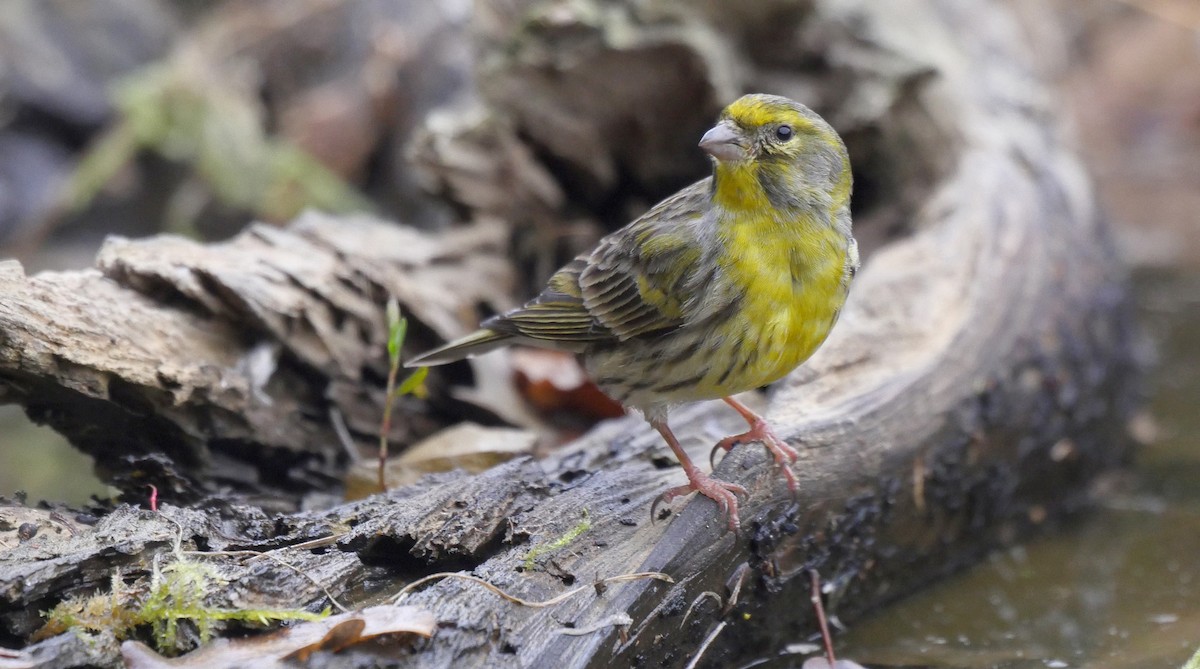 European Serin - ML205052161