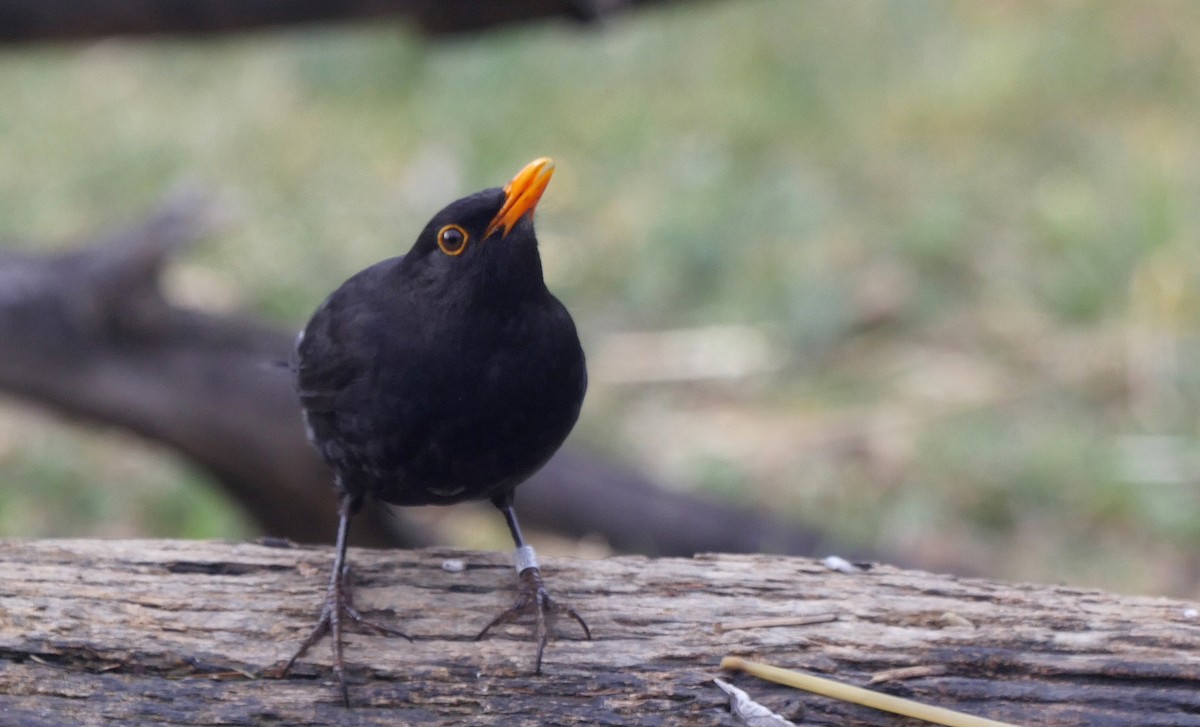 Eurasian Blackbird - ML205052171