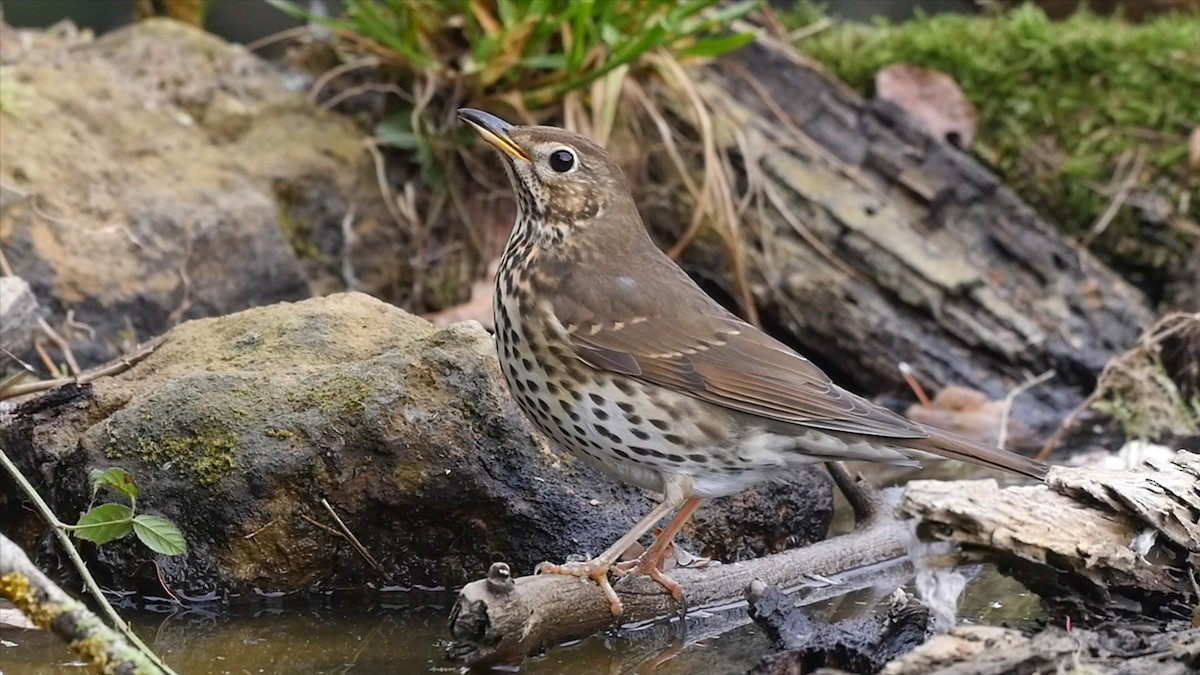 Song Thrush - ML205052191