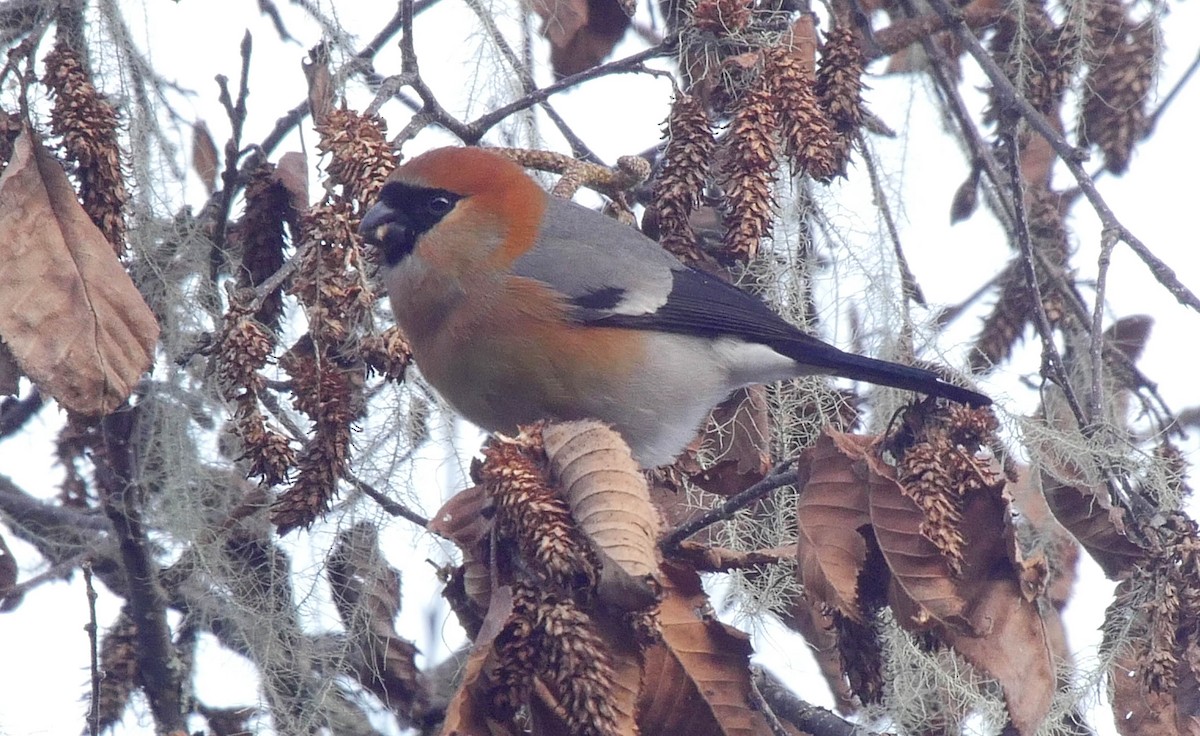 Bouvreuil à tête rouge - ML205052281