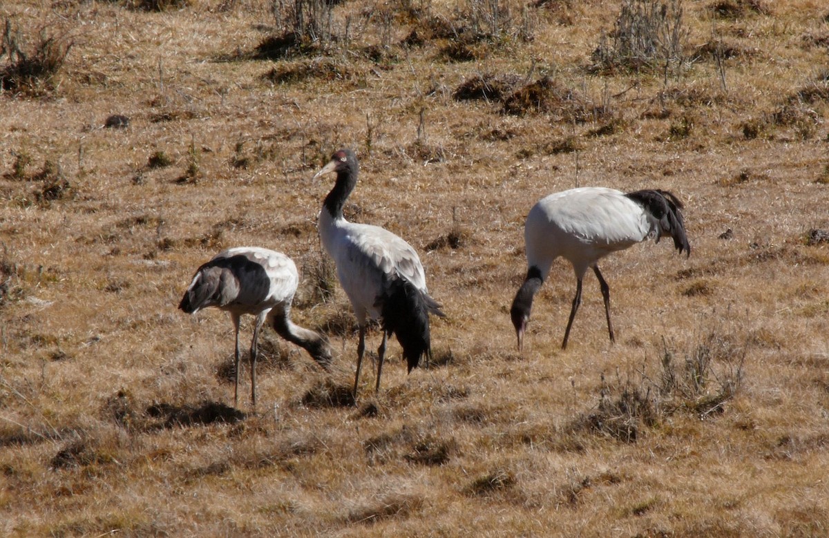 Black-necked Crane - Josep del Hoyo