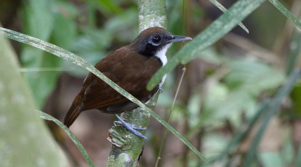 Bicolored Antbird - ML205052391