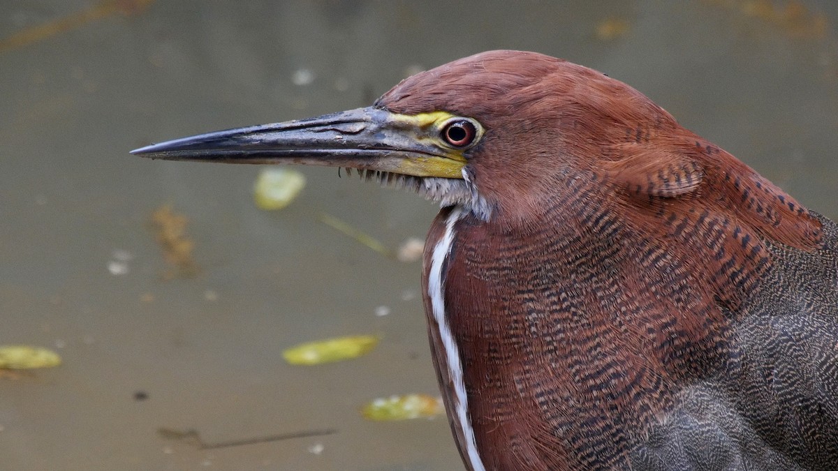 Rufescent Tiger-Heron - ML205052631