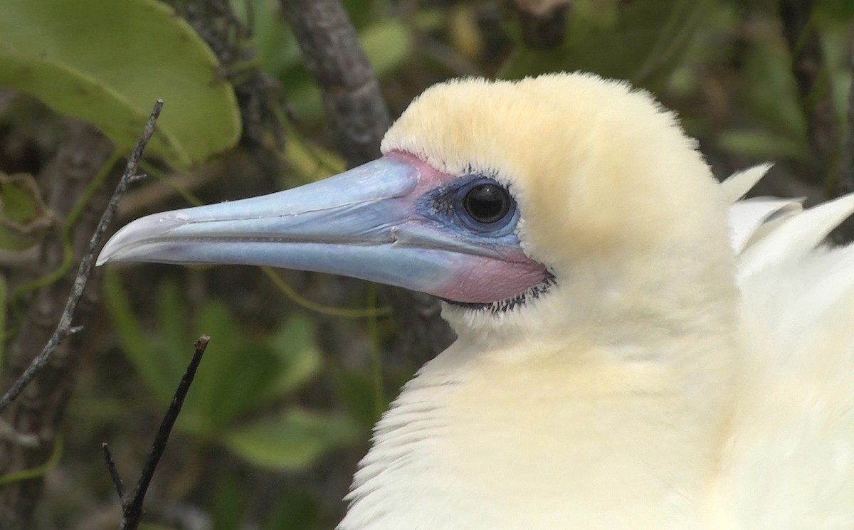 Red-footed Booby (Indopacific) - ML205052761