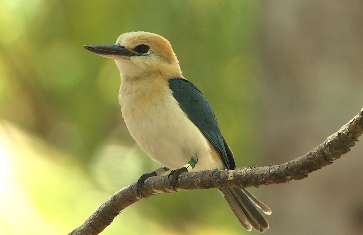 Tuamotu Kingfisher (Niau) - Josep del Hoyo