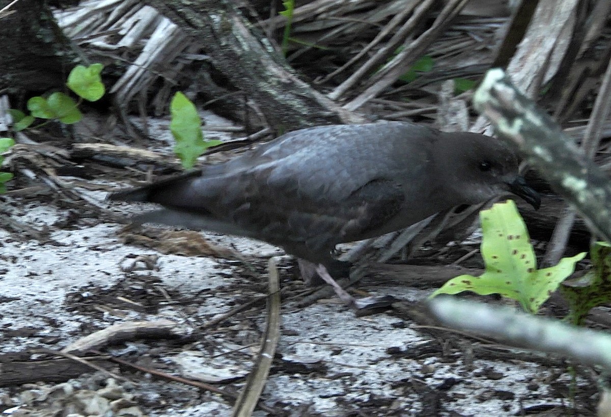 Murphy's Petrel - ML205052811