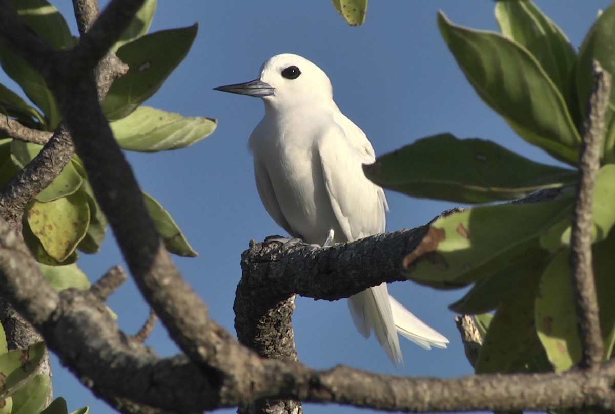 White Tern (Pacific) - ML205052851