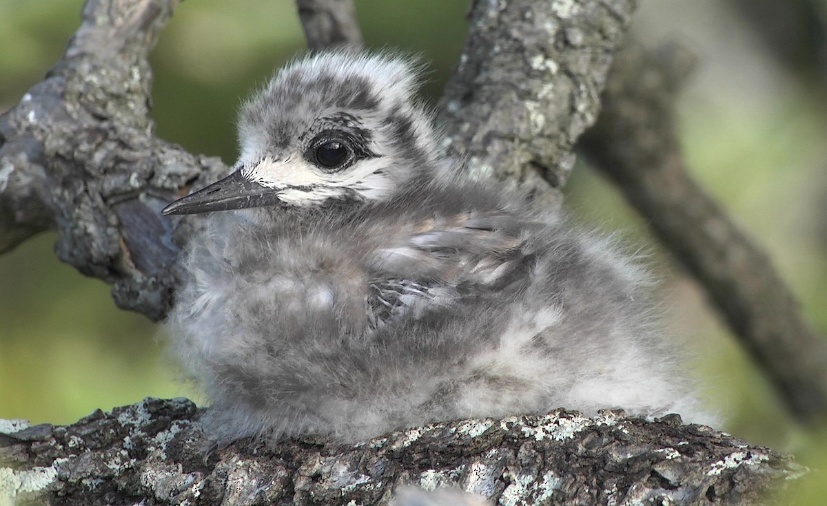 White Tern (Pacific) - ML205052861