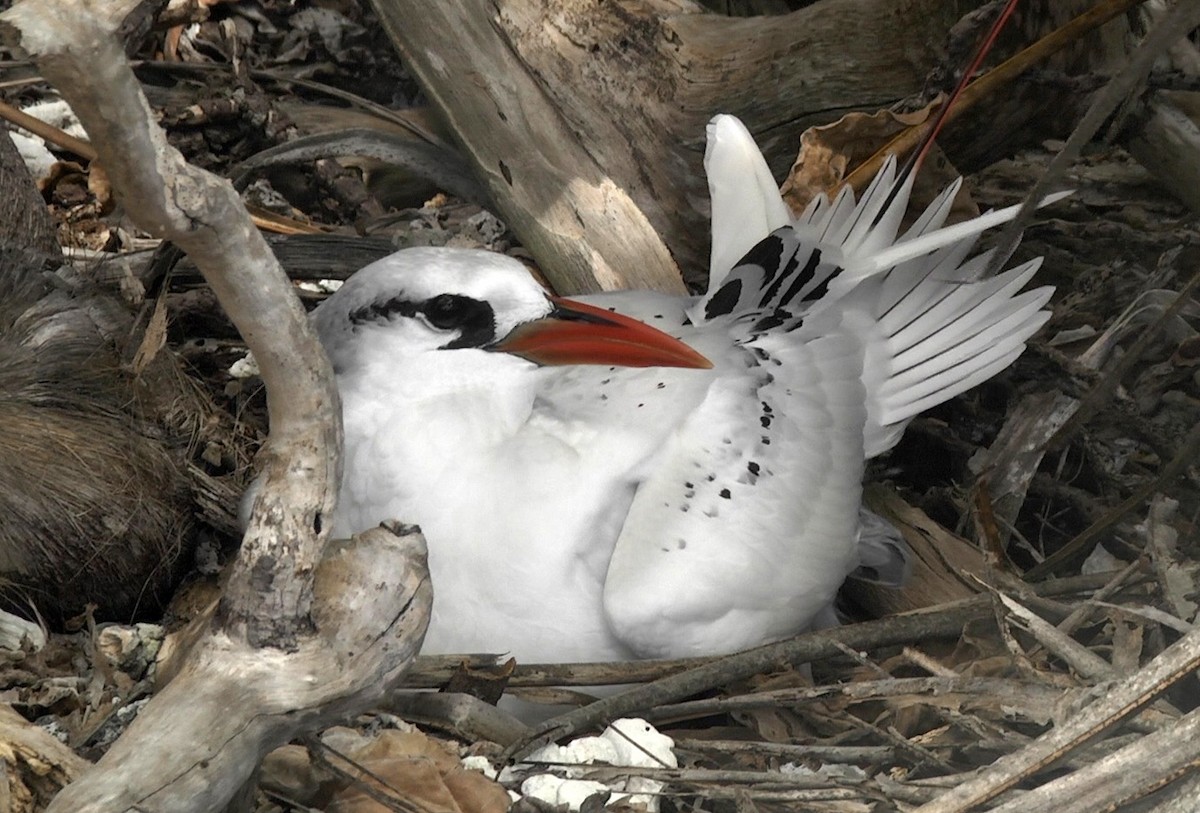 紅尾熱帶鳥 - ML205052891