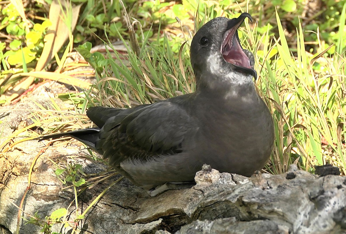 Murphy's Petrel - ML205052941