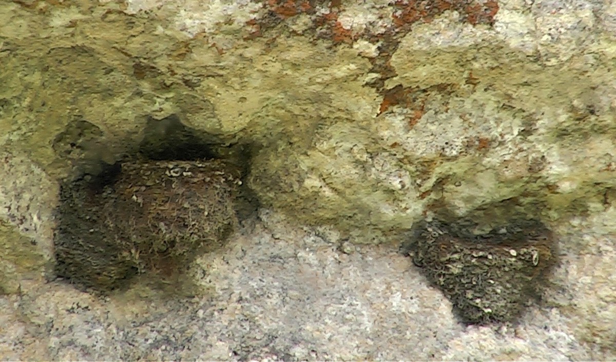 Pacific Swallow (Tahiti) - ML205053081