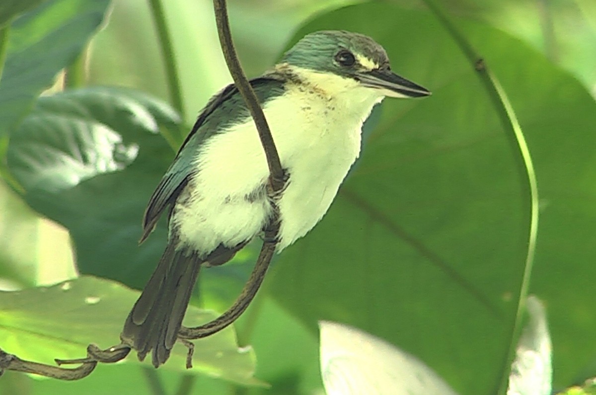 Martin-chasseur vénéré (veneratus) - ML205053091