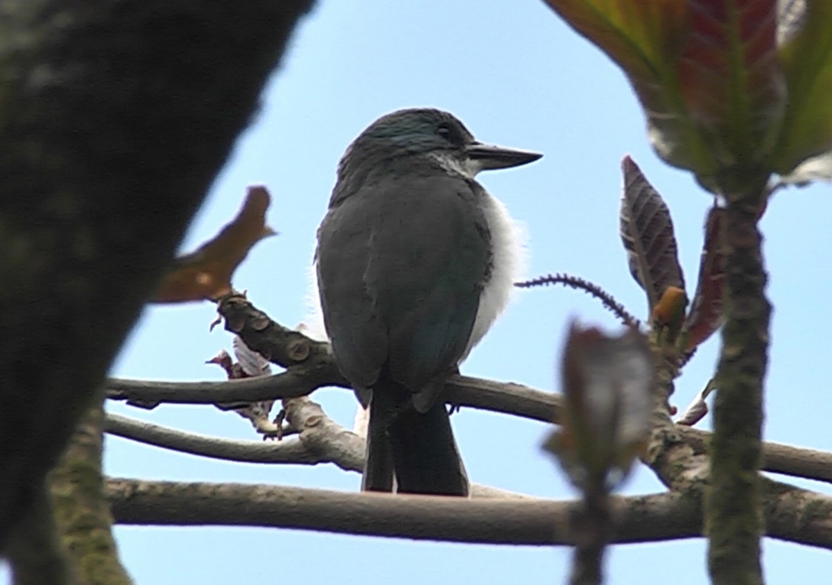 Martin-chasseur vénéré (veneratus) - ML205053101