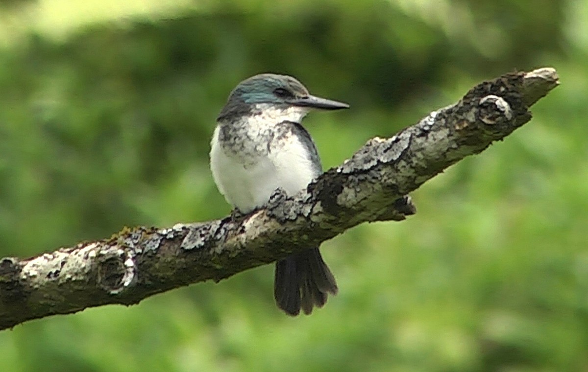 Martin-chasseur vénéré (veneratus) - ML205053111