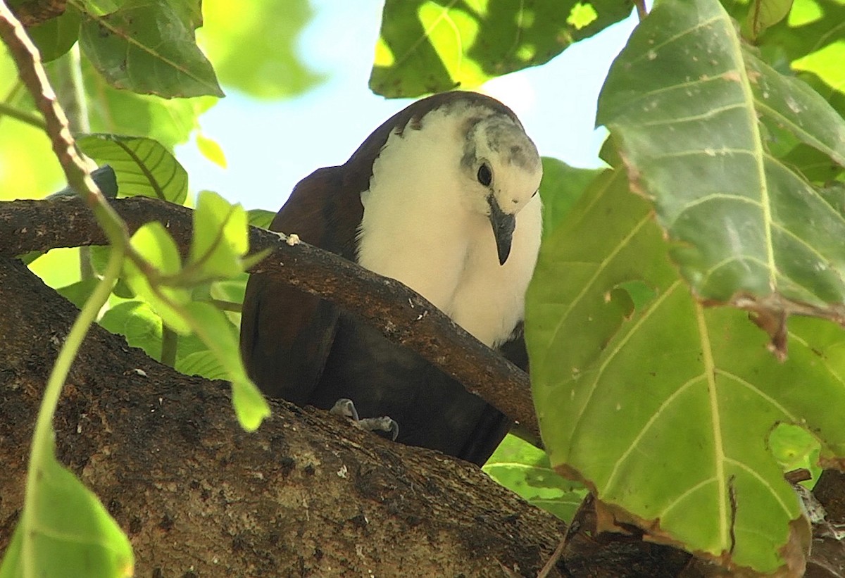 Polynesian Ground Dove - ML205053161