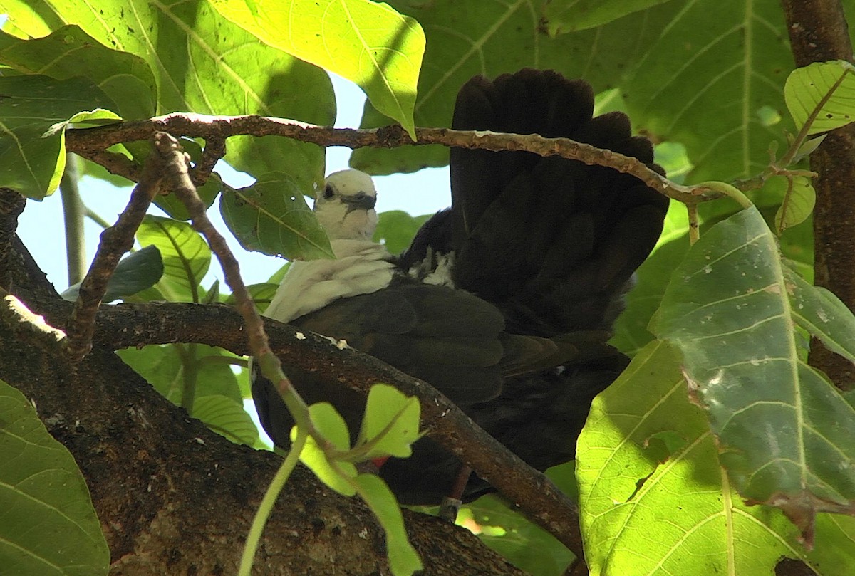 Polynesian Ground Dove - ML205053171