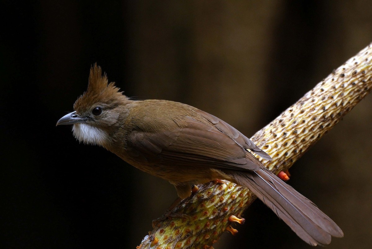 Bulbul Ocráceo - ML205053501