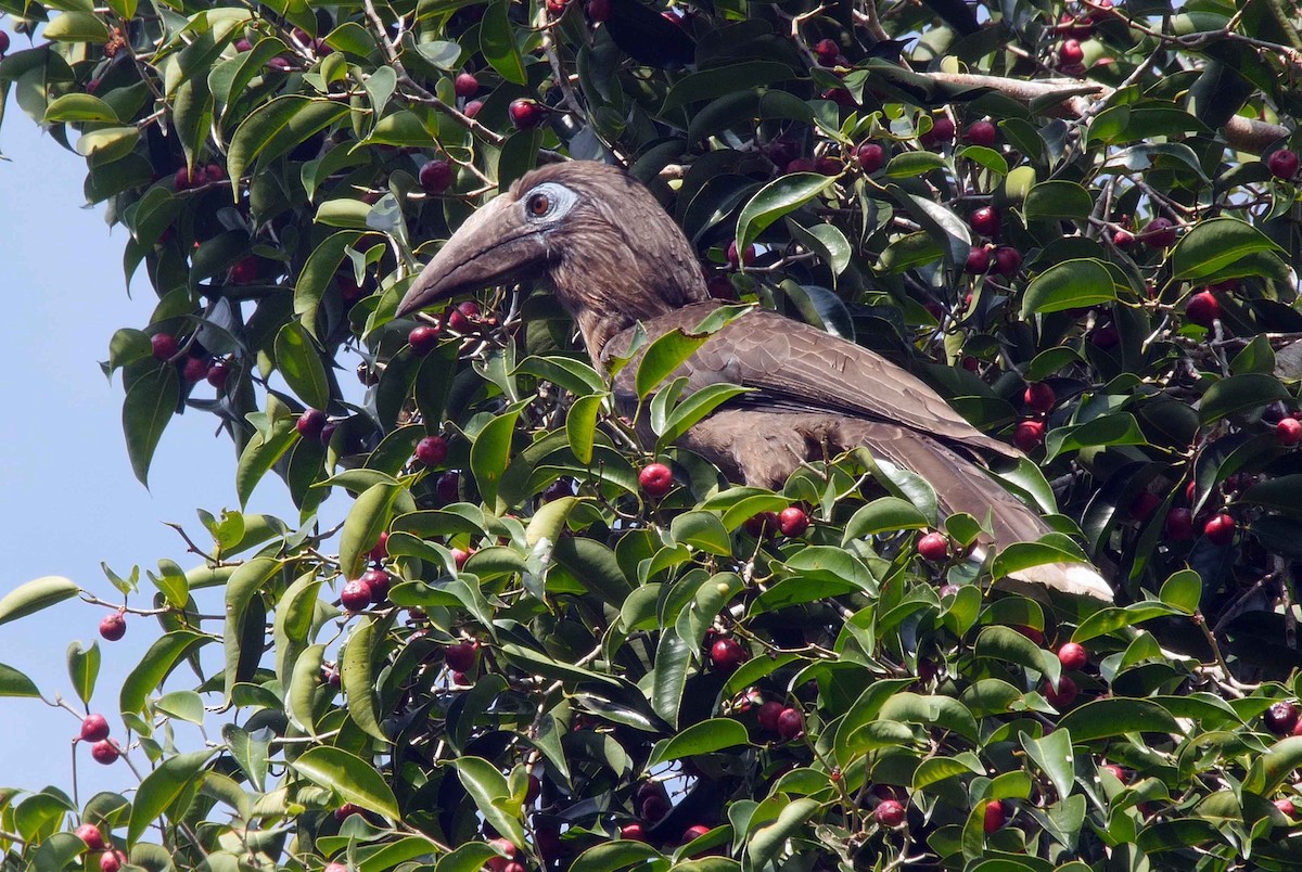 Rusty-cheeked Hornbill - ML205053511