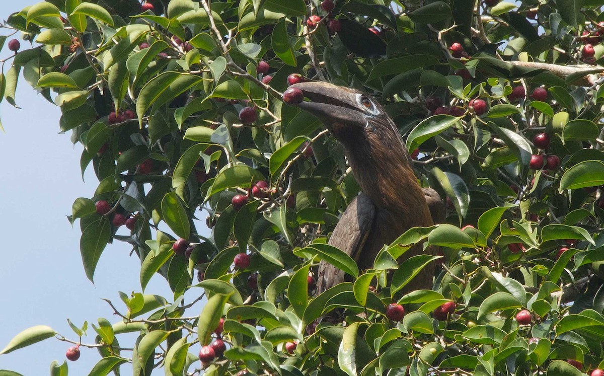 Rusty-cheeked Hornbill - ML205053521