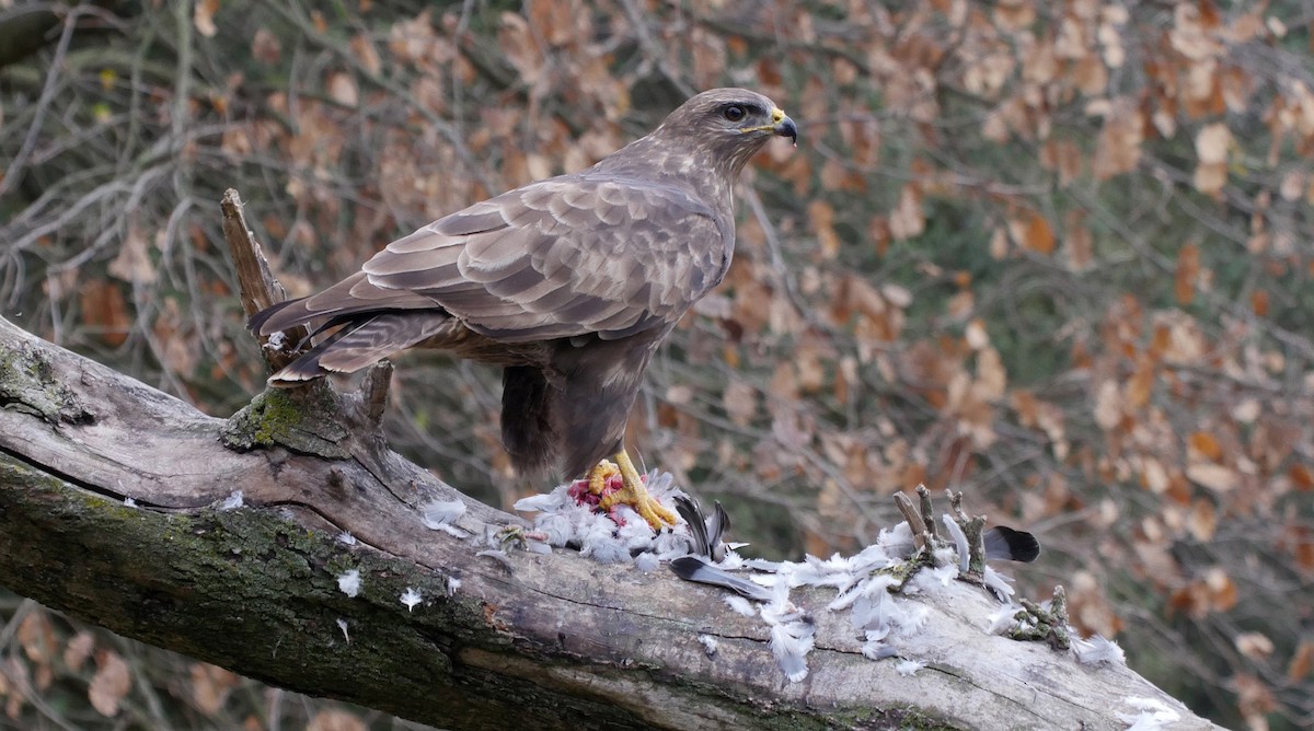 káně lesní (ssp. buteo) - ML205053761