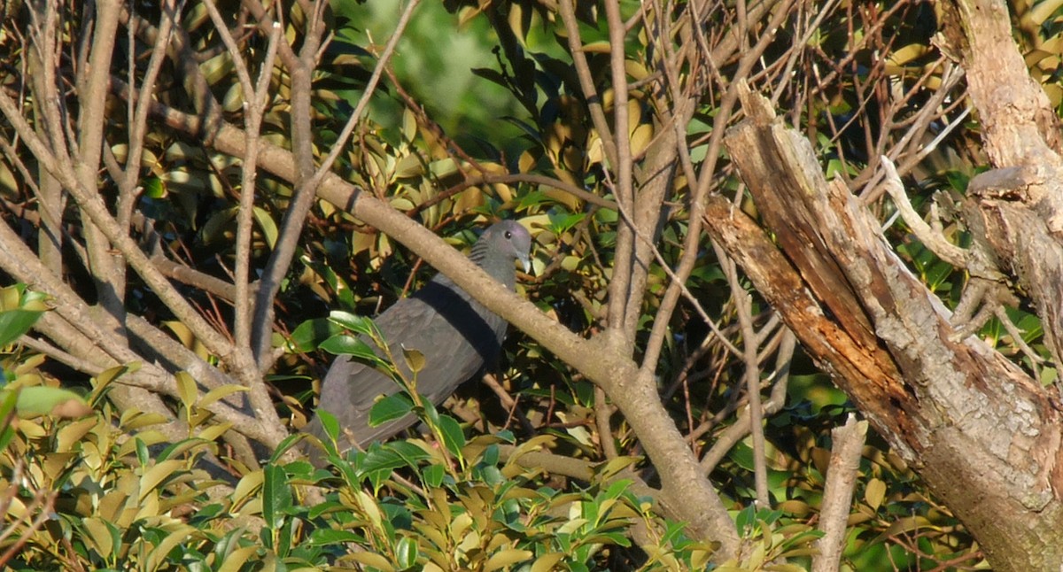 Black Wood-Pigeon - ML205053781