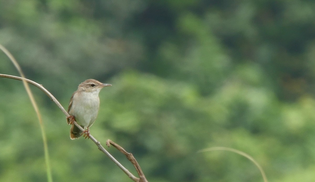 Pleske's Grasshopper Warbler - ML205053801