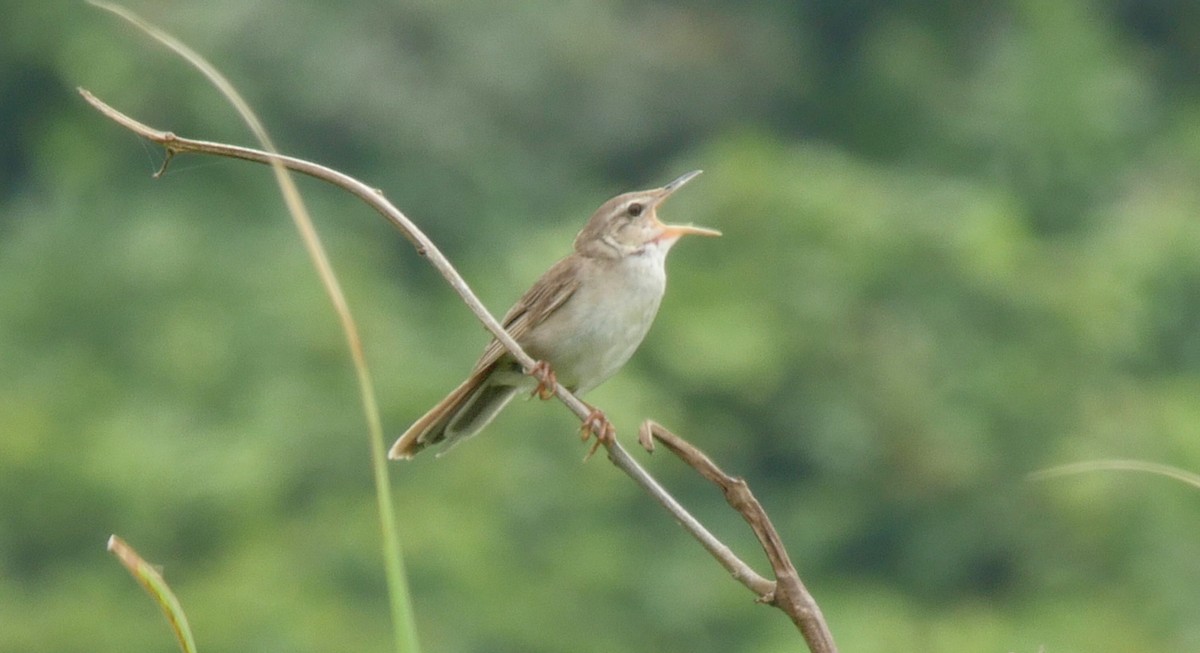 Pleske's Grasshopper Warbler - Josep del Hoyo