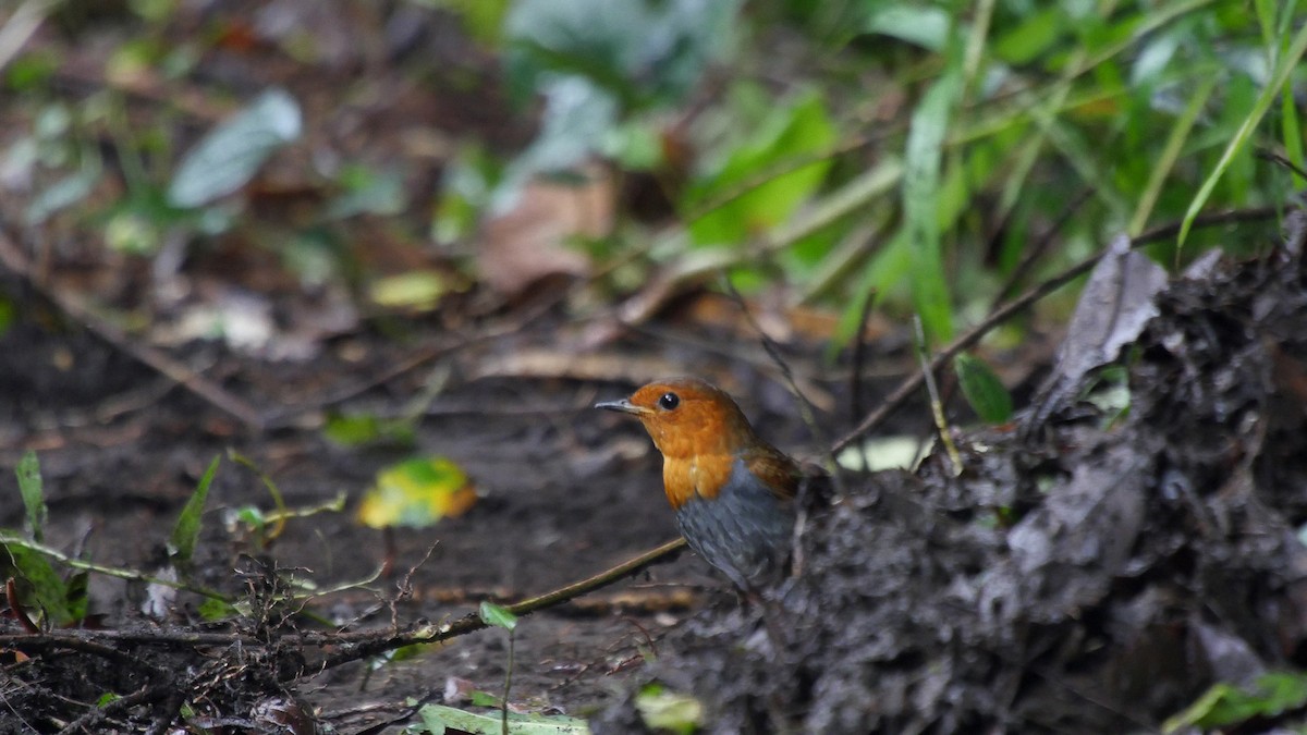 Izu Robin - Josep del Hoyo