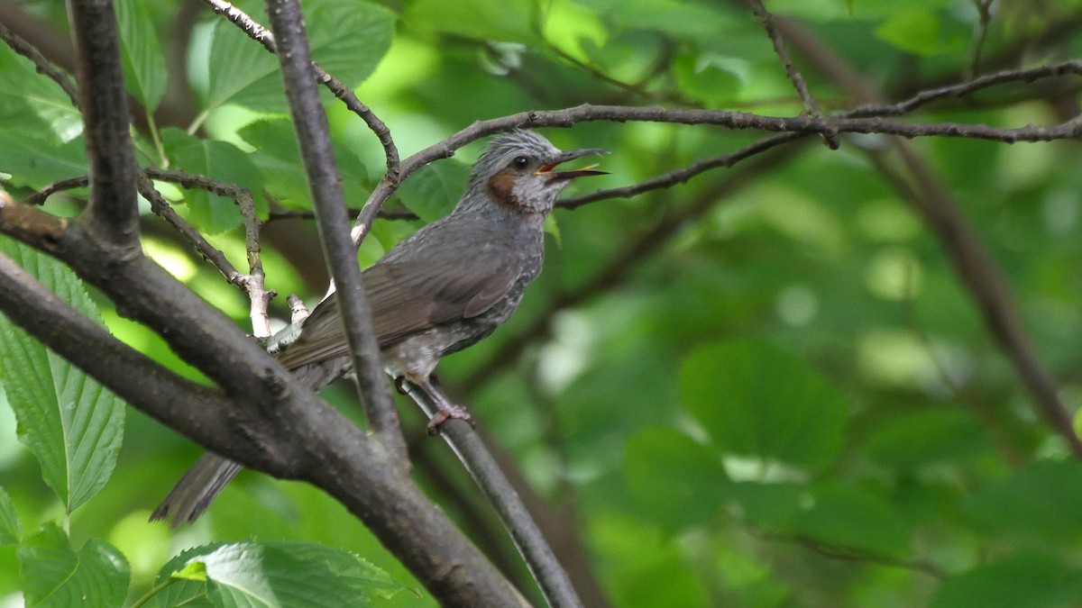 Brown-eared Bulbul - ML205054061