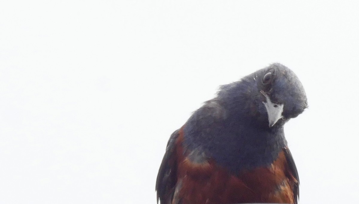 Blue Rock-Thrush (philippensis) - ML205054071