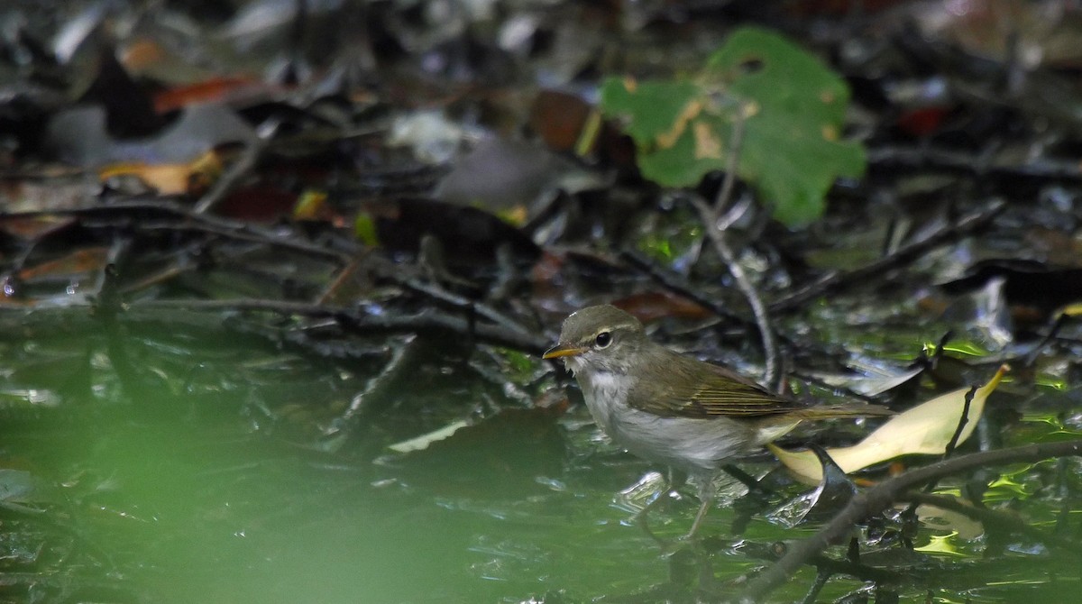 Ijima's Leaf Warbler - ML205054081