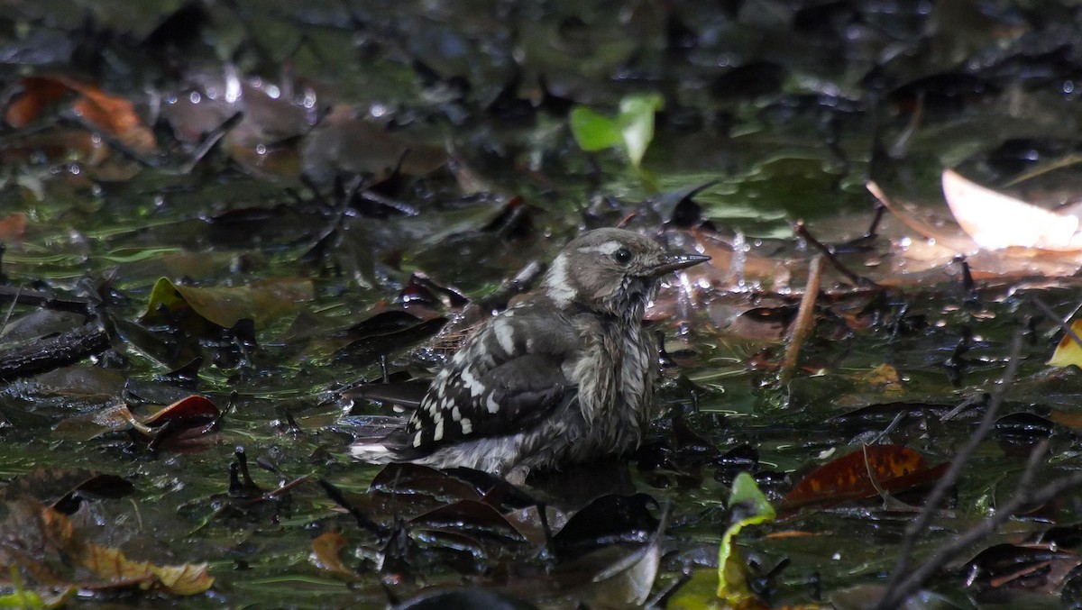 Japanese Pygmy Woodpecker - ML205054091